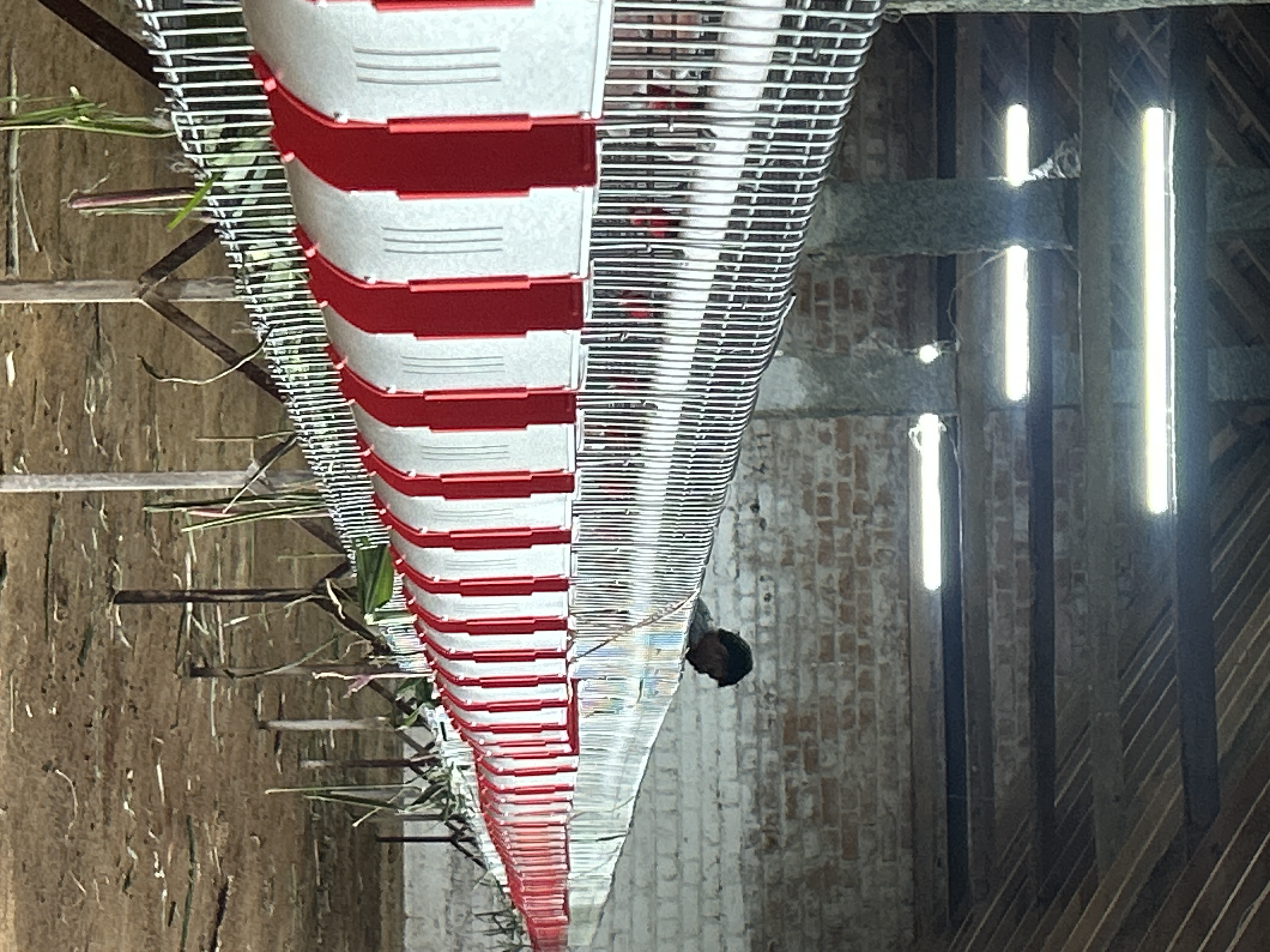 Bulk Rabbit Meat Supply