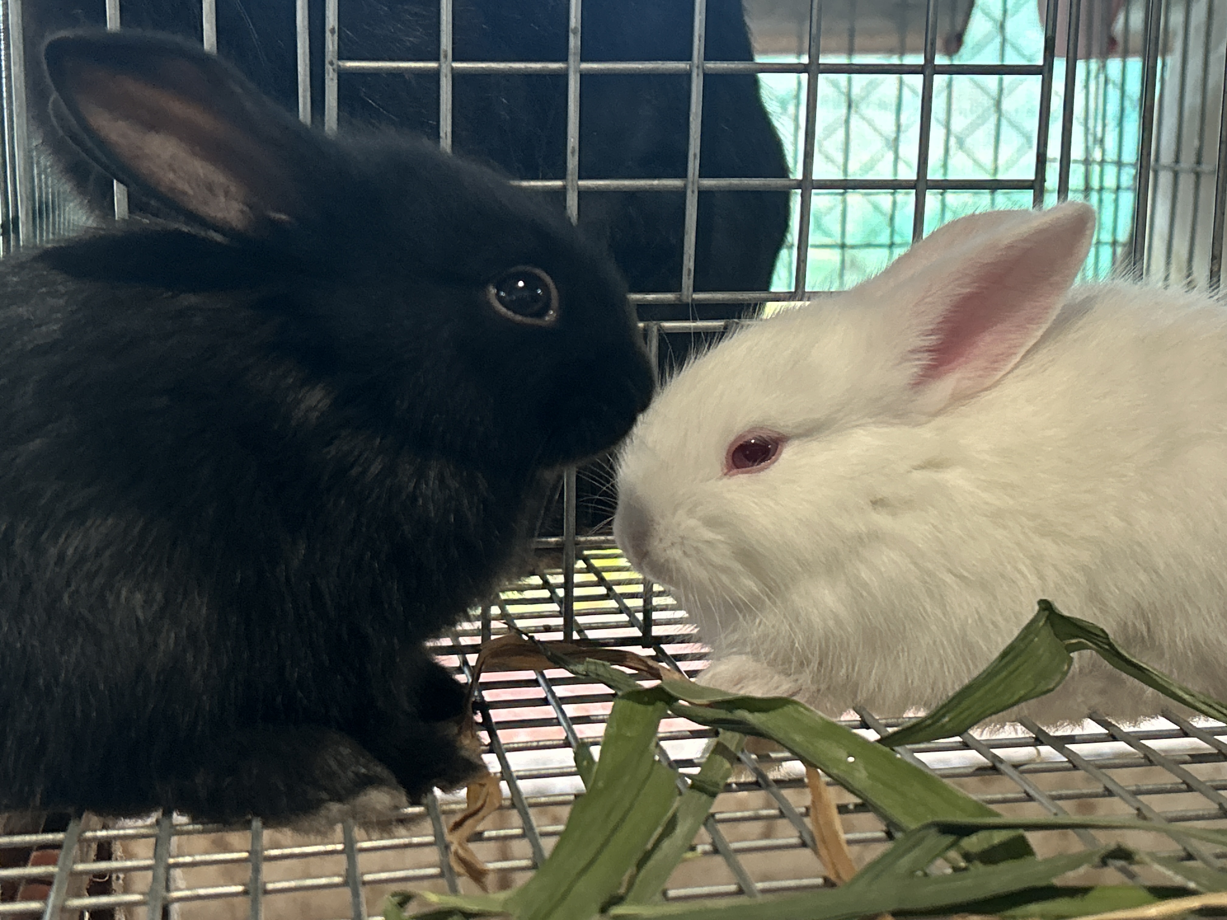 Aaradhya Rabbit Ranch farm
