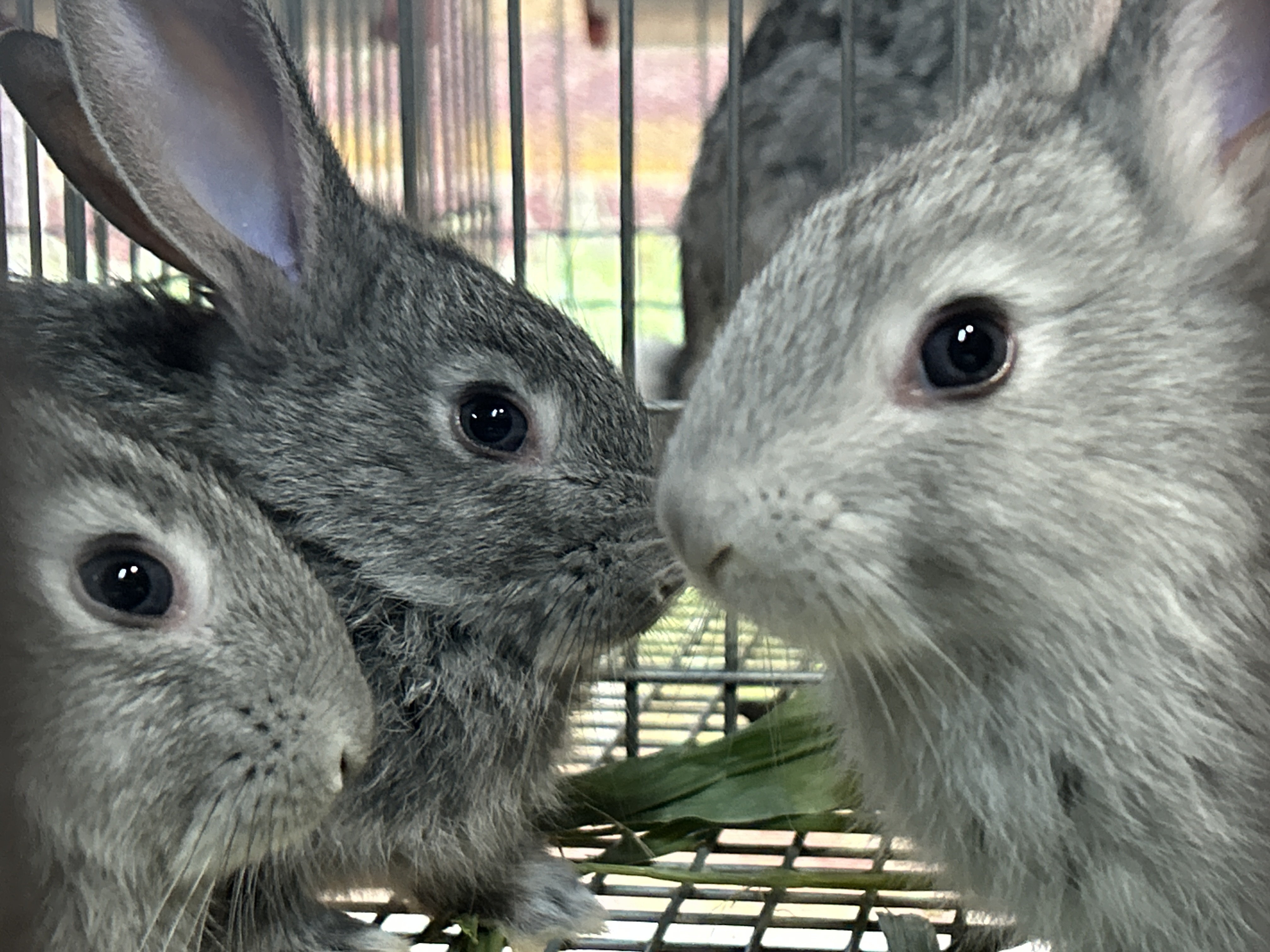 Fresh rabbit meat nutrition