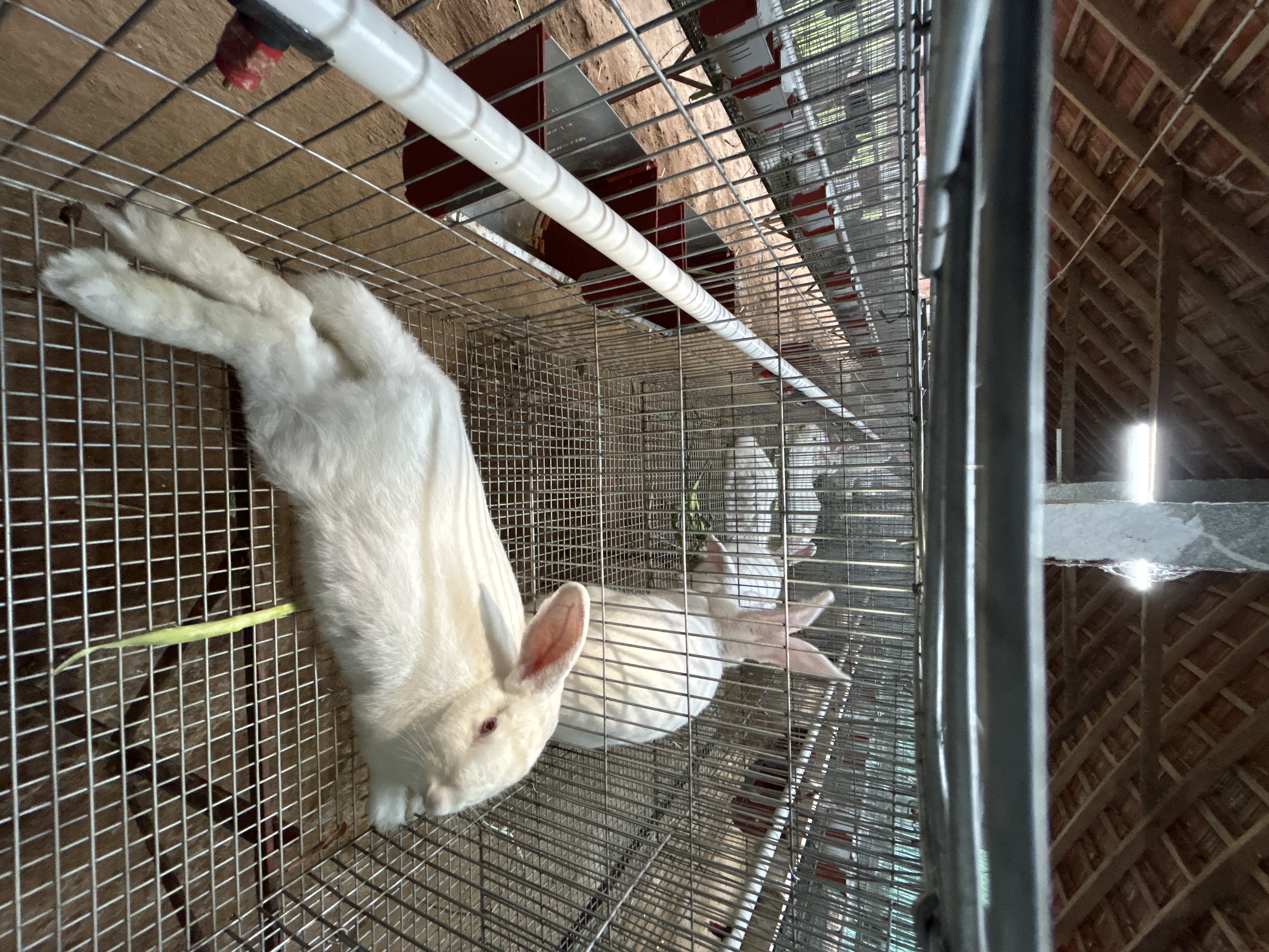 Fresh Whole Rabbit Meat